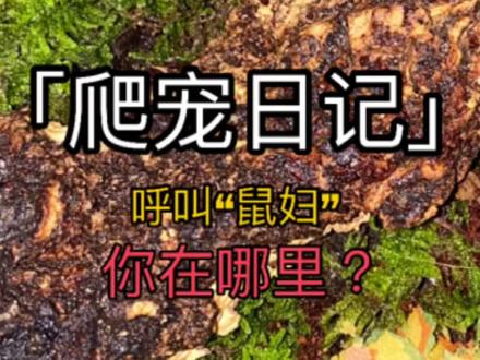 #鼠妇 #爬宠 一周过去了,原来饲养的是一个景观