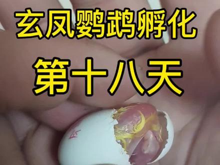 【玄凤鹦鹉孵化第18天】是破壳关键期,雏鸟啄壳到出壳约40小时,蛋壳啄痕会扩大,可观察到雏鸟头部、听到叫声。环境需严控:温度保持37.0-37.2℃,体质弱雏鸟可稍降;湿度维持65%-70%,助力啄壳。
人工干预仅在啄壳超48小时或裂纹大却无法出壳时进行:轻剥蛋壳顶部,蛋黄完全吸收再助头部露出,未吸收则放回等待;小头啄壳需保证透气孔通畅、高湿度锁水。雏鸟出壳后,碘伏消毒脐带,放入36-37℃、湿度60%-70%的保温箱,羽毛干燥后(2-5小时)喂第一顿奶。注意保持环境安静,避免过早干预引发出血或感染。#玄凤鹦鹉 #鹦鹉 #手养玄凤 #手养鹦鹉 #出壳