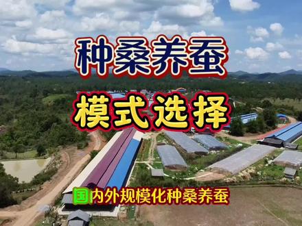 国内外规模化种桑养蚕,选择什么样模式?
#种桑养蚕 #如何养蚕 #返乡创业新农人 #国外养蚕 #规模化养蚕