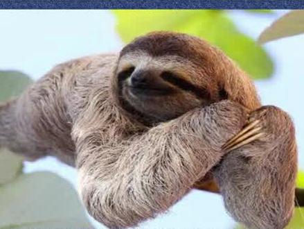 #打call我的内容主场 最懒、最慢的动物,树懒。很慢,很萌,很有意思。#冷知识 #dou出新知 #动物