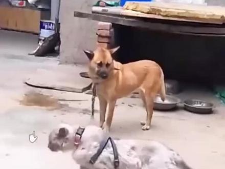 刀疤黄吓得不轻#狗狗#动物成精#搞笑配音#上热门