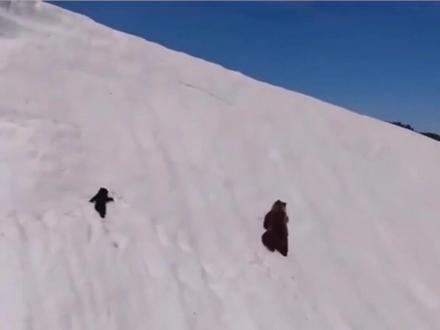 #励志故事-永不言弃,熊爸爸带熊宝宝翻越雪山