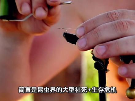 苍蝇为什么总是搓手 #苍蝇#生活小百科#昆虫 #生活小百科