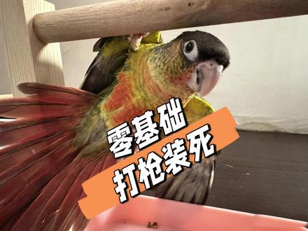 小太阳装死怎么学?调教一只新鸟! #小太阳鹦鹉 #手养鹦鹉#鹦鹉#训鸟高手#鹦鹉小白