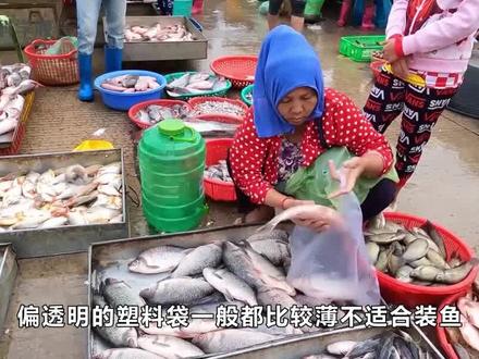 为何卖鱼人爱用黑色袋子装鱼?原来门道这么多,很多人都不知道 #科普 #鱼 #知识分享