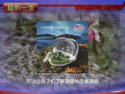 孩子要养蚕
养蚕是一个有趣的活动,可以让孩子们了解到蚕的生命周期和丝茧的制作过程。以下是一些养蚕的基本步骤:
准备蚕的食物:蚕吃桑叶,可以在附近的公园或草地上采集新鲜的桑叶。如果不方便采集,也可以在宠物店或农资店购买。
准备蚕室:可以用一个大的透明容器,如玻璃罐或塑料容器,做为蚕室。在容器的底部铺上一些纸巾或棉花,然后放入足够的桑叶。
购买蚕卵:可以在网上或宠物店购买蚕卵。
孵化蚕卵:将蚕卵放入温暖潮湿的环境中,通常需要7到14天孵化。孵化后,蚕会开始吃桑叶。
喂食蚕:每天要给蚕提供新鲜的桑叶,蚕会在一个星期到十天内长大,然后开始吐丝做丝茧。
收集丝茧:当蚕开始吐丝时,可以把它们放在一个丝茧盒里,等到它们做好丝茧。然后收集丝茧,将它们放在阳光下晒干。
准备蛹:当丝茧干燥后,里面的蛹就可以准备孵化了。将丝茧放在一个干燥的地方,等待蛹孵化出来。
养蚕是一个有趣的活动,但需要耐心和细心的照顾。确保蚕室保持干净和温度适宜,避免霉菌和细菌的滋生。此外,请勿使用有毒的农药和化学品处理桑叶,以确保蚕的健康和安全。
#养蚕日记 #蚕宝宝 #观察昆虫 #蚕宝宝成长记