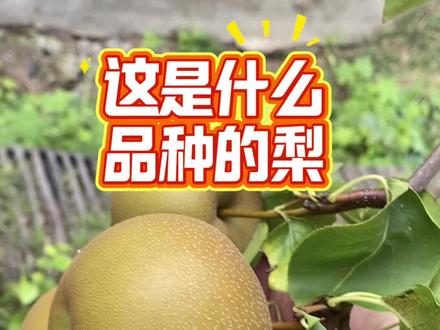 一树多果的梨#梨树嫁接