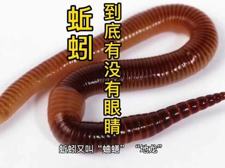蚯蚓到底有没有眼睛呢?你知道吗