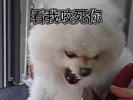 狗狗身上有蜱虫怎么办#宠物美容造型 #宠物洗护 #宠物店日常 #宠物店 #宠物日常 @DOU+小助手