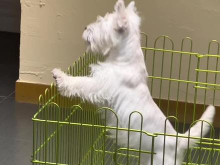 #西高地白梗 #刚毛西高地 #软毛西高地 #西高地幼犬 #西高地价格
西高地与西高熊的区别