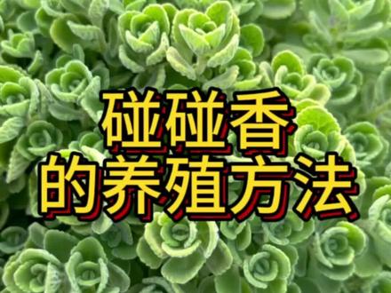 #爱生活爱养花 #花卉绿植 #室内盆栽 #一起养花 #碰碰香 碰碰香的养殖方法 碰碰香盆栽 碰碰香养护 碰碰香种植方法 碰碰香