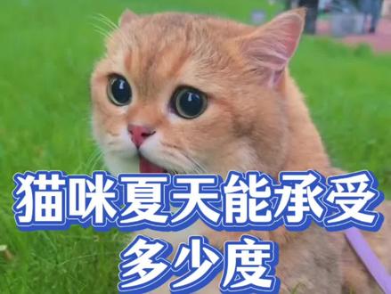 #猫咪 #猫咪的日常 #猫咪的迷惑行为 #猫