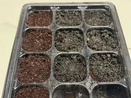 #花卉绿植 #盆栽 记录入坑满天星种植