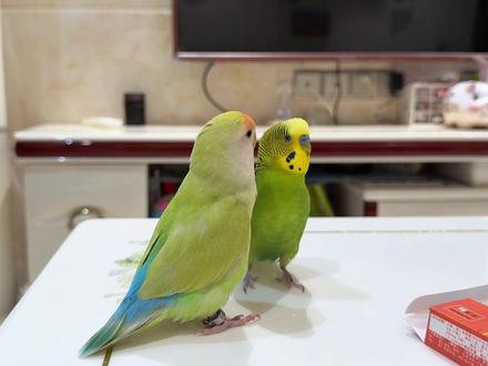 会说话的虎皮鹦鹉 #萌宠 #鹦鹉日常 #鹦鹉学舌