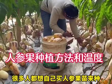 人参果种植的温度和种植的方法你知道吗?这个视频告诉你您。#伙伴计划 #人参果种植方法#农产品种植 #三农#新农人成长记
