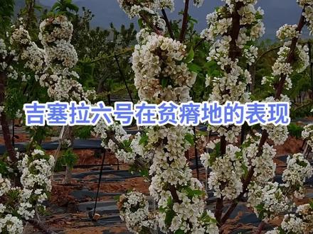 先研究好您家是什么性质的土地,再找准您要选择栽植根系的方向!