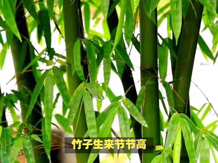 竹子生来节节高,代表什么生肖? #内容启发搜索