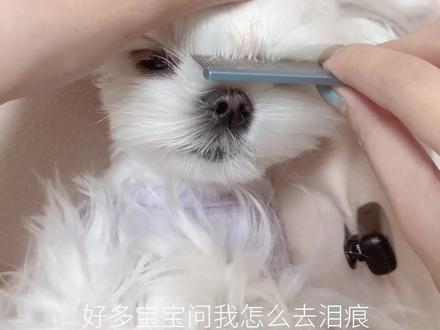 白色狗狗去泪痕教程来咯,好多宝宝问我怎么保持眼周没有泪痕,出了个懒人版本#马尔济斯 #泪痕 #狗狗护理