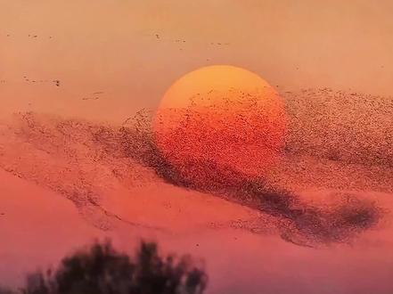 北冥有鱼竟然是真的!古人诚不欺我! #北冥有鱼其名为鲲 #古诗词的魅力 #科普一下 #涨知识