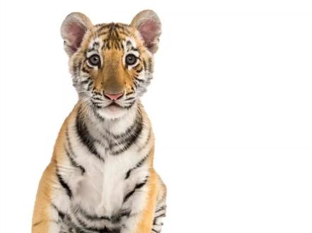 老虎与猫🐱的区别。 #喵星人 #猫咪 #2021 #给2021立个flag #老虎版小猫咪有什么坏心眼