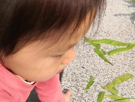 #郑州 #科普知识 糖糖带你科普西瓜虫