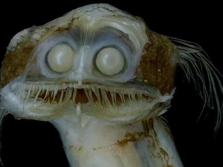 你吃过这种怪鱼吗?#海洋生物 #科普 #海鲜 #神奇动物在抖音