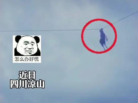 羊羊被挂在高压线上,羊:我吃个草咋就上天了?