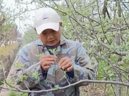 为什么要做抑顶促萌,你知道了吗?#抑顶促萌 #抖音助农 #果树管理 #抖音新农人