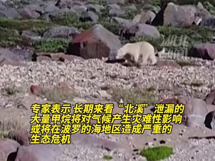叫嚣的意思 d9982c45558c23900d7f4d42698c5004~tplv-dy-resize-origshort-autoq-75:330.jpeg?x-expires=1983002400&x-signature=kQ%2FEJhUDb6QJ3QdiXN46XQp0yaM%3D&from=3213915784&s=PackSourceEnum_AWEME_DETAIL&se=false&sc=cover&biz_tag=pcweb_cover&l=021667644437278fdbddc02002203944242112f4000006eab1a92