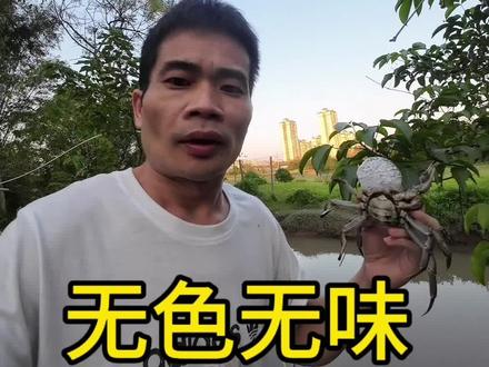 再讲一次,只要只蟹无色无味既都可以食用#日常vlog