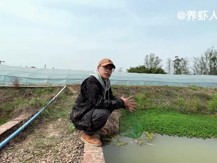 南美白对虾养殖水虫处理! #新农人计划2024 #来抖音学农枝 #南美白对虾 #水产养殖 #高密度养殖