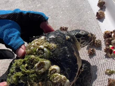 钓鱼途中发现一道流,流里有只生病的小海龟,长满了寄生的藤壶和海螺,我们帮它把所有的藤壶和海螺都取下来了,听说有只海龟得到了人类的帮助后回到海里给其他海龟说了,后来海龟和鲸鱼都会主动找到人类帮助清理藤壶,只有人类可以帮助它们。 #海钓 #海龟 #藤壶清理 #海龟藤壶清理 #拯救海龟 #海上生活 #神奇动物在抖音