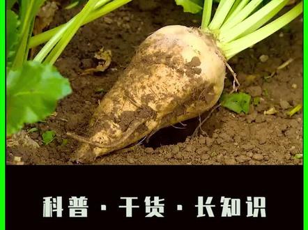 白糖是如何提炼的?原来世界30%的白糖是从甜菜里提炼出来的 #甜菜制糖 #白糖 #dou来安利纪录片 @DOU+小助手