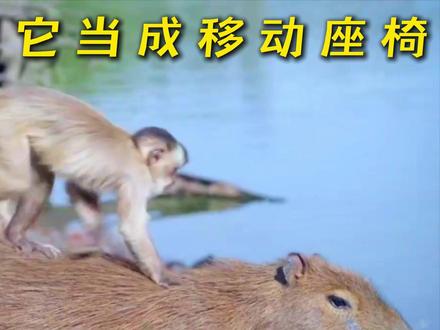 卡皮巴拉:如果要评选动物界最有亲和力的动物,会是它吗? #卡皮巴拉 #水豚 #动物科普 #有趣的动物 #动物的迷惑行为
