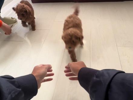 两只泰迪弟弟🐶#vlog日常