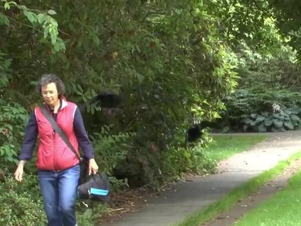 乌鸦为什么会袭击人类? #抖音硬核版 #硬核科普