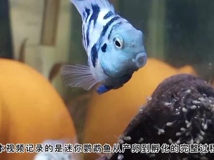 迷你鹦鹉鱼繁殖全过程记录,从产卵到起飞 #迷你鹦鹉鱼 #迷你鹦鹉鱼繁殖 #迷你鹦鹉鱼配对 #养鱼日记