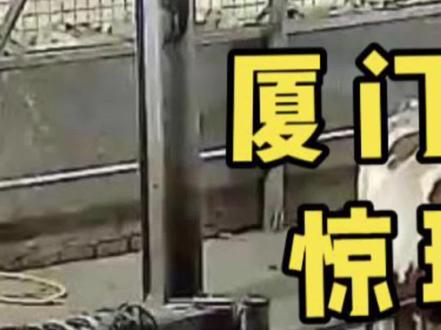 记者进厂直击活牛注水过程,画面残忍惊心