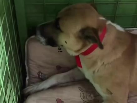 大娃:弟呀,你又咋了?
二娃:哥呀,我不知道啊!
#西北刀客大娃二娃