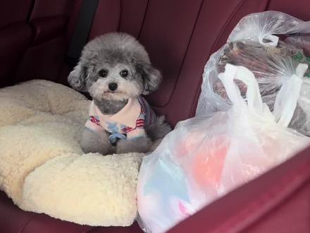 这小狗返程又累成狗了 #狗狗的心思都写在脸上了 #萌宠日常记录