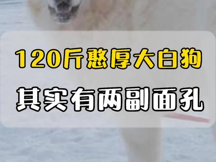 120斤的大白熊犬憨厚又亲人!但其实它也有不为人知的另一幅面孔!#萌宠出道计划 #狗狗 #金毛 #大白熊