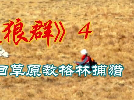 #《重返狼群》#狼王格林 李薇漪病愈回草原教格林捕猎 格林慢慢熟悉了草原,还学会了抓兔子,李微漪很满意格林的表现,但只会扑杀小型动物并不足以让格林在草原上立足。
就在李微漪忧愁之际,一个机会从天而降。
李微漪走哪都找不到格林,找了半天才发现格林与一只落单的羊僵持了起来。
羊是身姿挺拔的头羊,面对天敌丝毫没有露怯。
而格林也不甘示弱,将羊逼在了墙角。
看到此情此景,李微漪意识到,这是一个绝佳的训练格林与族群一同捕猎的机会。
她征求了羊主人的同意后,带上一位工作人员陪着格林一起围堵头羊。
格林首先发起进攻,羊虽然吃素,但并不好对付,完美防御不给格林任何可趁之机。
格林试着拽住拴羊的绳子,将羊拽离墙角,可双方体型悬殊过大,格林未能如愿。
儿子犯难,当妈的岂能坐视不管,李微漪出手了。
她拿出从牧民手里获得的刚刚宰杀的牦牛的头,对着羊抛出这“秘密武器”。
突如其来的牛头吓坏了羊,羊慌忙跑了出来,站在了院子正中央。
但羊毕竟年轻力壮,格林依旧没有下手的机会。
苦苦耗了三天三夜,羊没有喝一滴水也不敢合眼,终于精疲力尽,逮到机会的李微漪带上工作人员对羊两面夹击,终于啃下了这块硬骨头。
为了奖励格林在这次“团战”中的杰出表现,李微漪大方地分出了羊的一部分奖赏给格林。
云天收夏色,木叶动秋声。
天气很快转凉,李微漪也换上了更防风更保暖的衣物。
格林已经是一个就是合格的猎手了,李微漪决定带着格林到草原的深处寻找狼群。
寒冬腊月,李微漪冒着生命危险,独自在草原上搭起帐篷,陪着格林等待狼群。
为了不让格林过分亲人,李微漪开始有意识地与格林拉开距离。#《重返狼群》 #狼王格林 #抖音合集升级计划