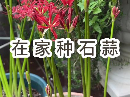 在家也能种石蒜,我种下半个月的石蒜开花了,足不出户就能在家赏花。#新农人计划2023 #爱生活爱养花 #好看的花一定要分享给你 #养护小知识 #芥末花园