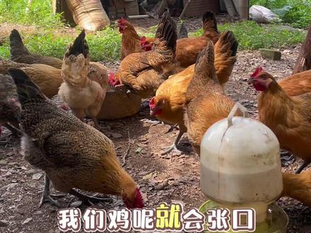 养鸡 解暑降温,这个很推荐好用不贵,天气过热预防一般一个星期喂一两次记住一定要早上或者晚上喂,中午很容易应激!#养鸡 #养殖 #三农 #农业 #农村生活