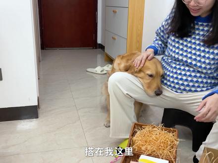 狗狗能察觉女主人怀孕吗? #萌宠 #金毛 #柯基 #动物的迷惑行为