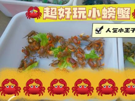水族店最出圈的人气王【相守蟹】瓜果蔬菜都能吃,好养又好玩#水族 #相守蟹 #将军蟹 #奇妙的水族 #奇妙的动物