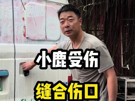 这小鹿伤口这么大,太吓人了 #梅花鹿#梅花鹿养殖#养鹿九哥 #给鹿缝合伤口