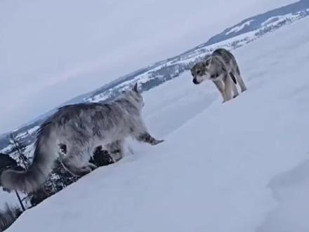 屠杀狼机器猞猁搏斗野狼