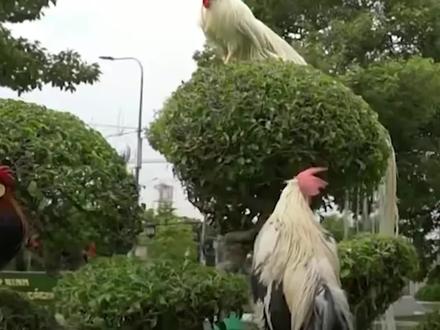 世界上最昂贵的6种鸡,第四种光一对鸡爪就价值2000元 #家禽 #科普