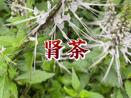 肾茶也叫猫须草,它有什么用处呢?